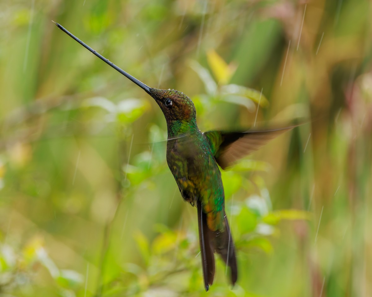 sverdkolibri - ML646872145