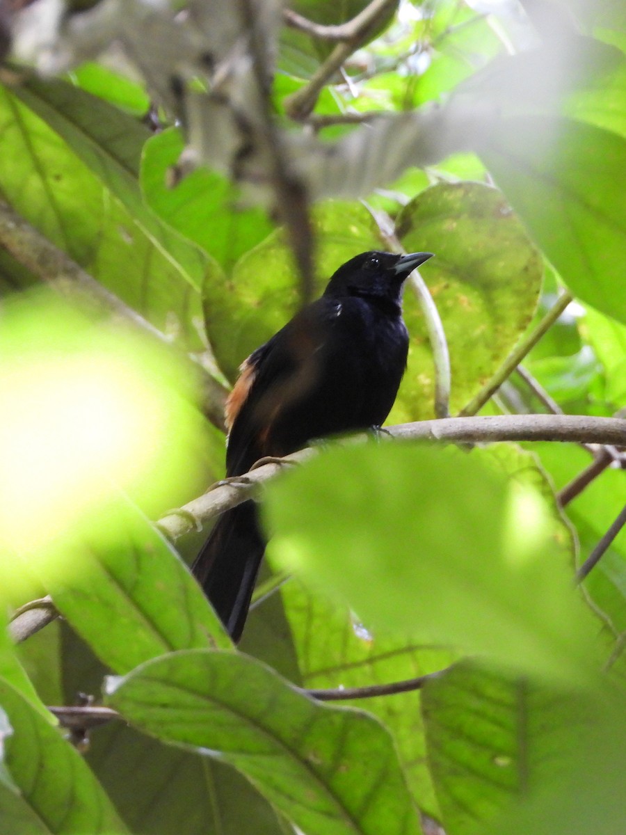 Fulvous-crested Tanager - ML646872146