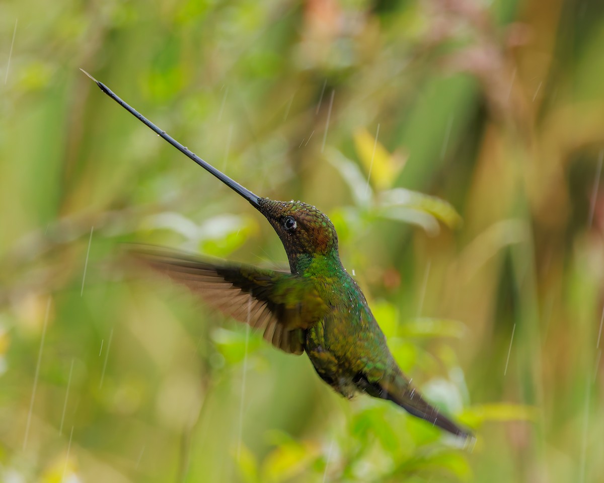 sverdkolibri - ML646872148