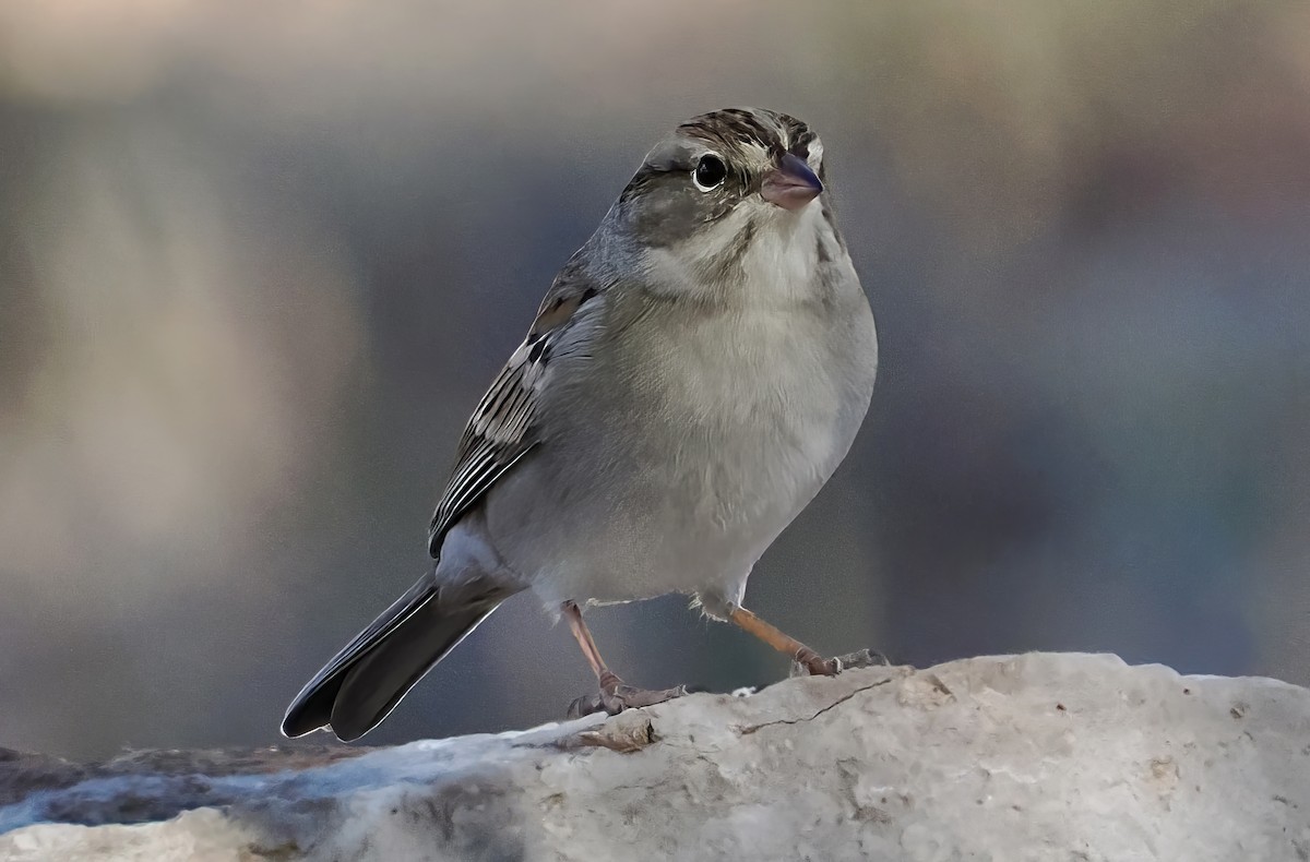 Chipping Sparrow - ML646872157
