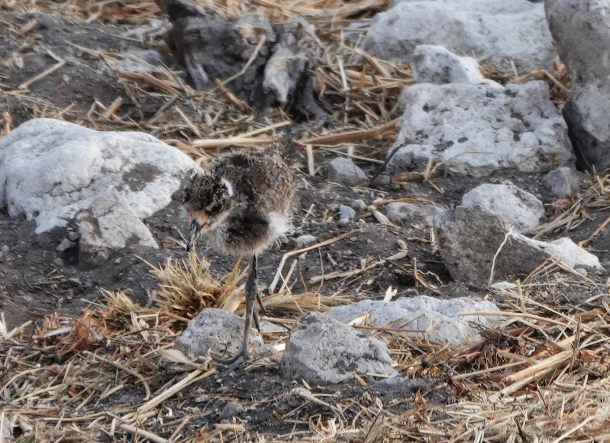 Vanneau armé - ML646872158