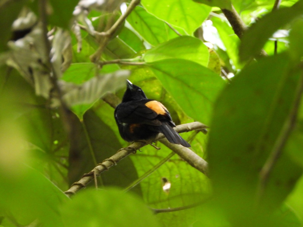 Fulvous-crested Tanager - ML646872159