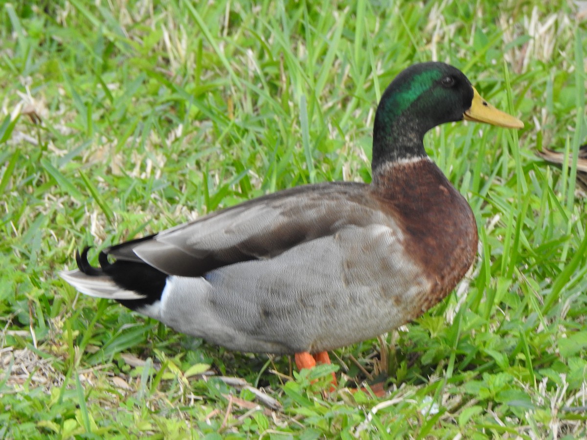 Canard colvert (forme domestique) - ML646872161