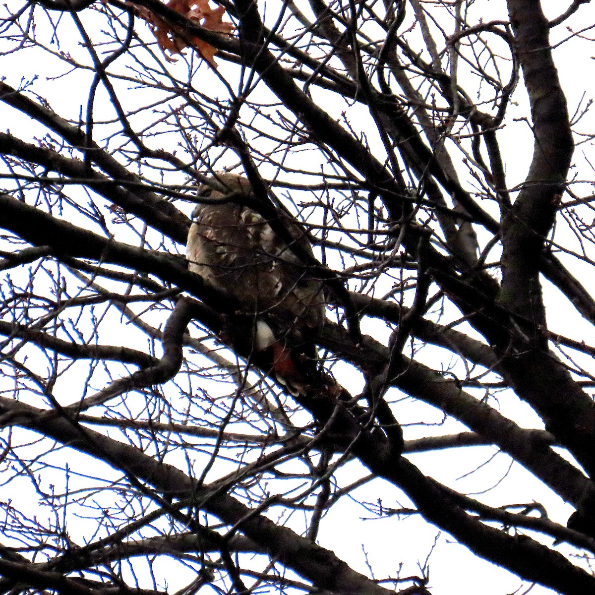 Poiana codarossa - ML646872162