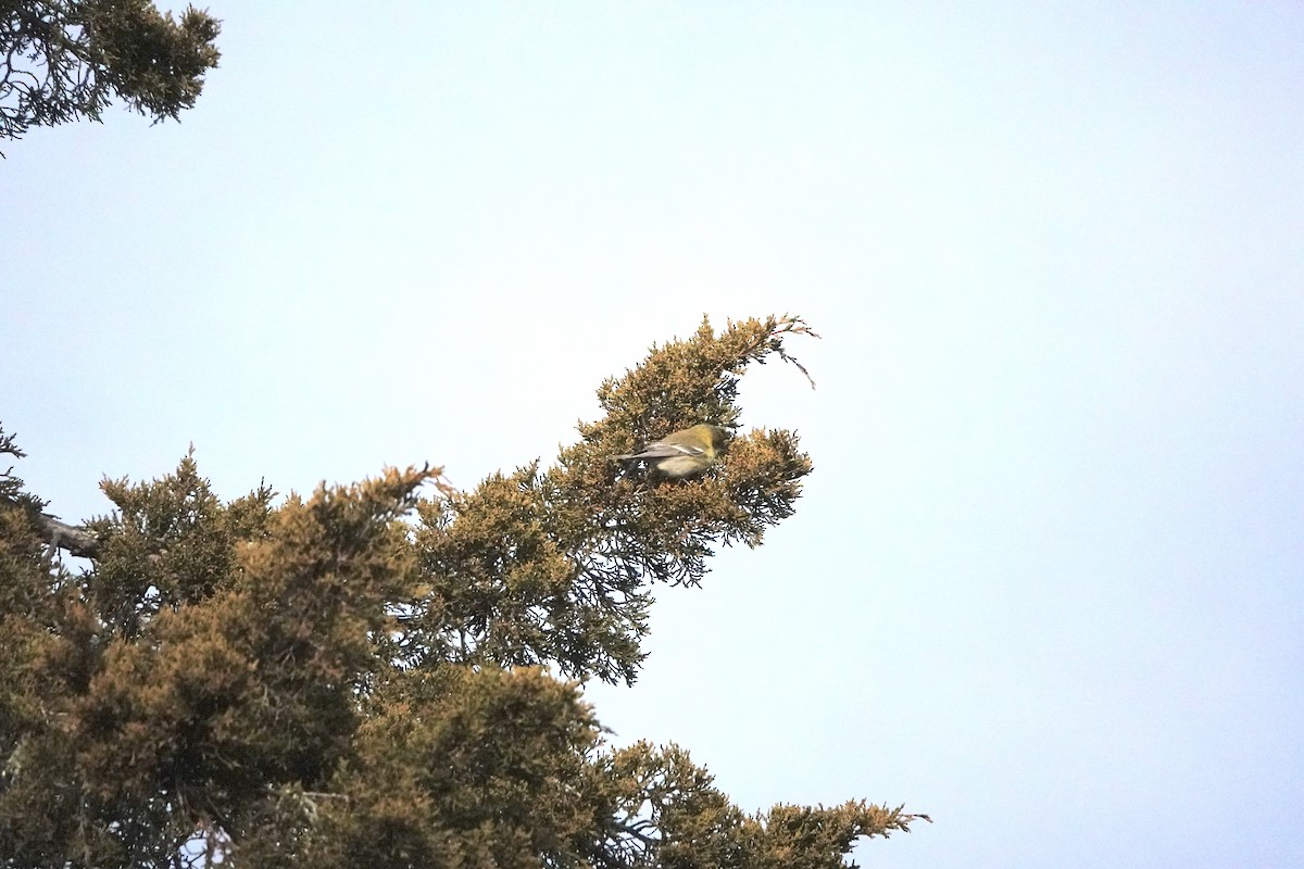 Pine Warbler - ML646872165