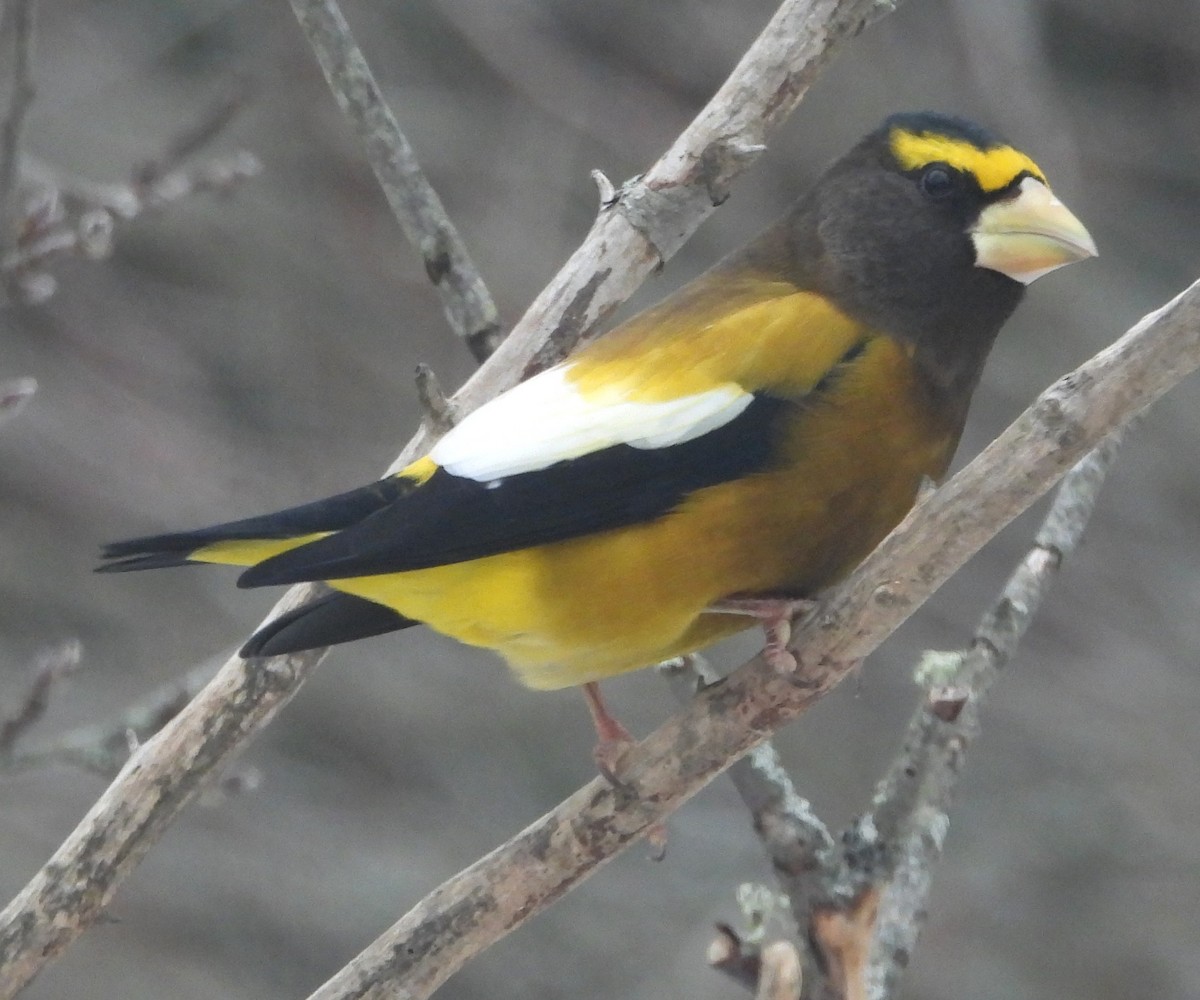 עב-מקור ערב - ML646872166