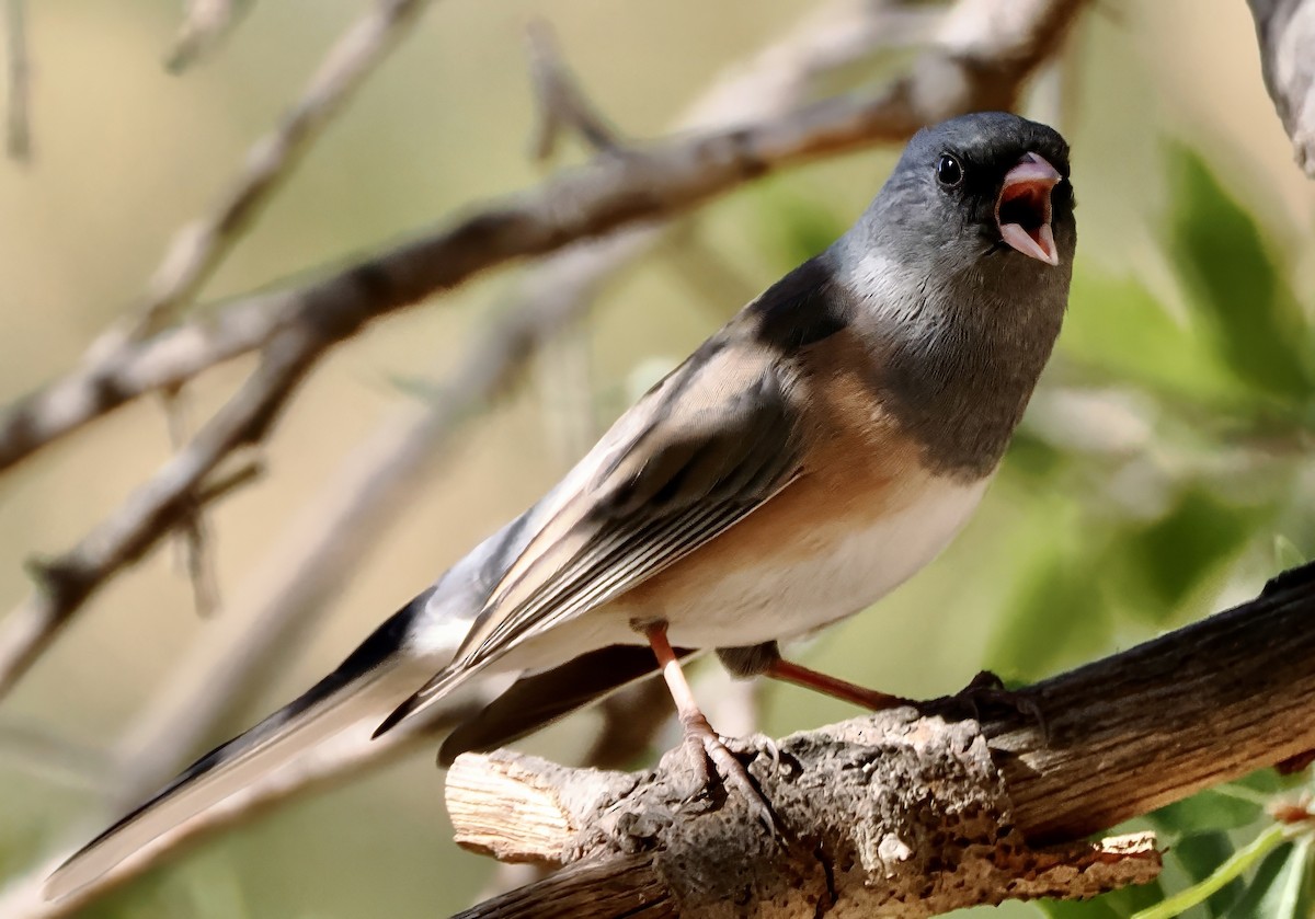 Dark-eyed Junco (Pink-sided) - ML646872167