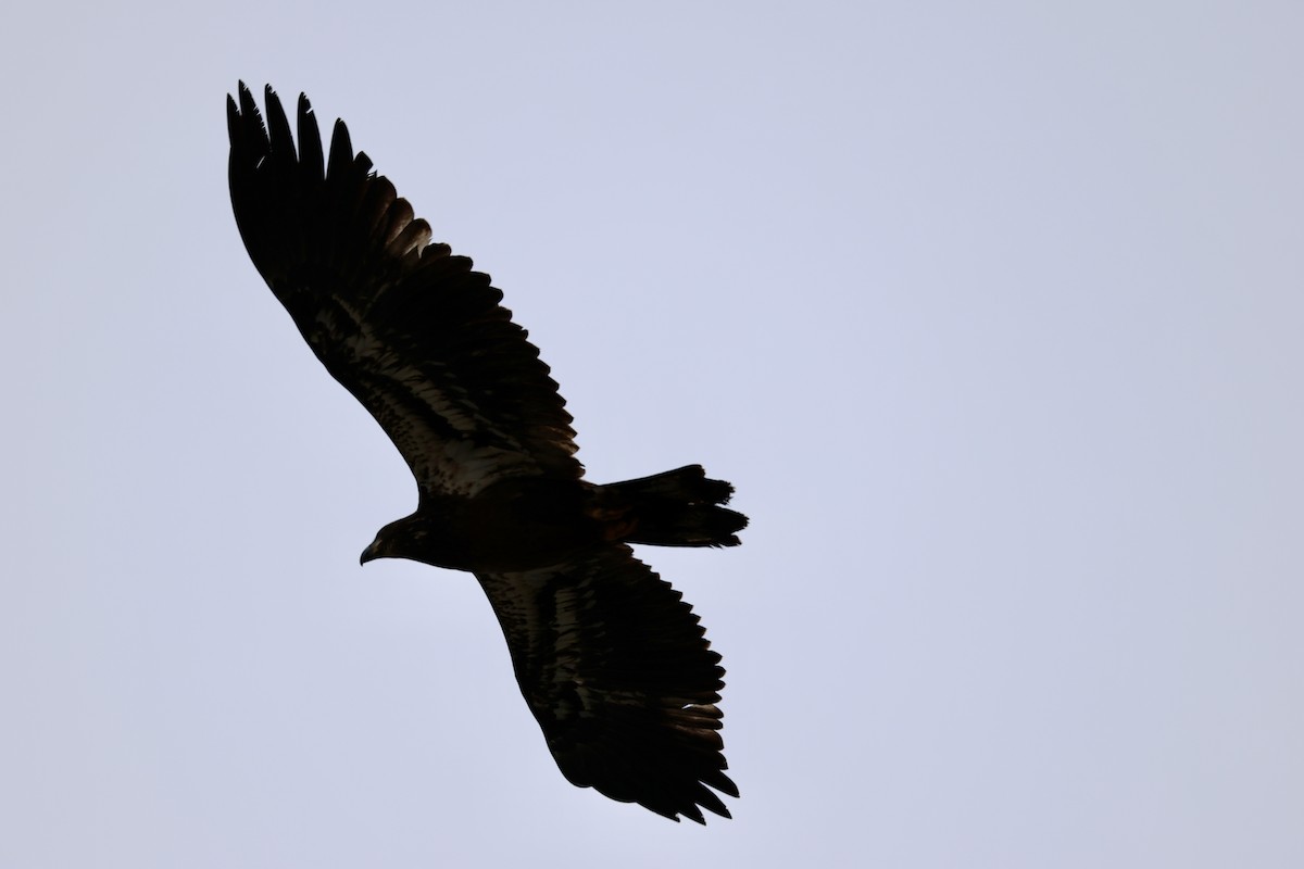 Bald Eagle - ML646872169