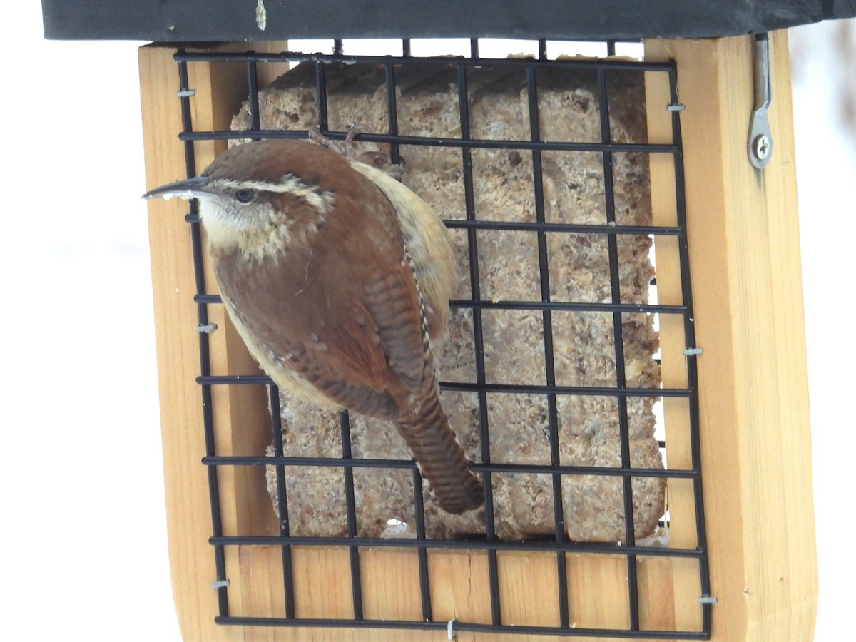 Carolinazaunkönig - ML646872171