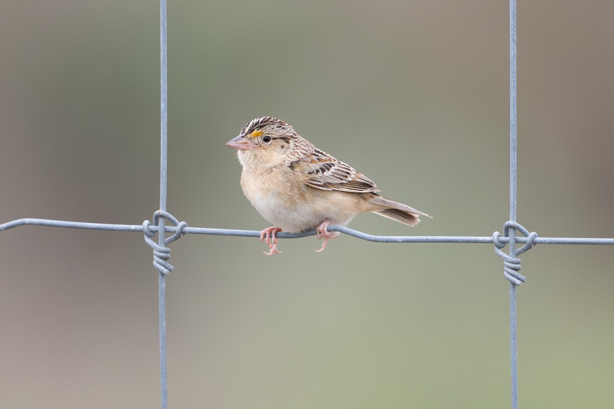 Grasshopper Sparrow - ML646872172