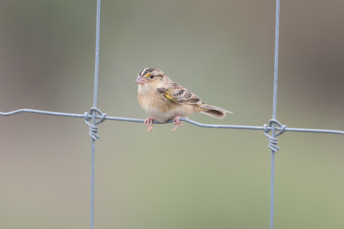 Grasshopper Sparrow - ML646872173
