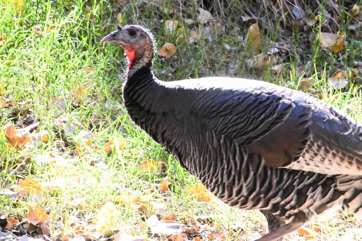 シチメンチョウ - ML646872174