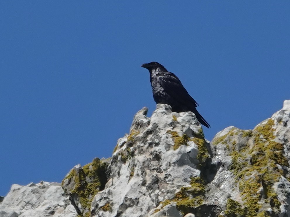 Common Raven - ML646872179