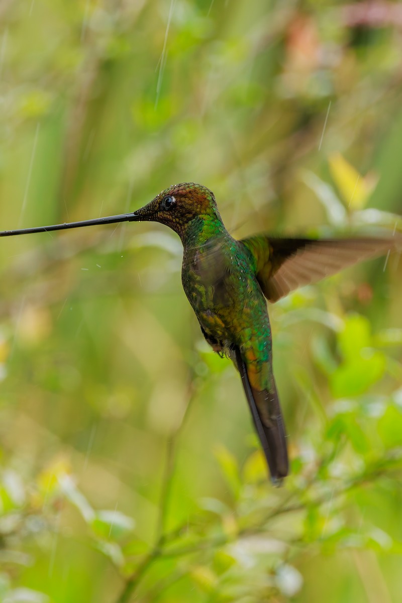 sverdkolibri - ML646872180