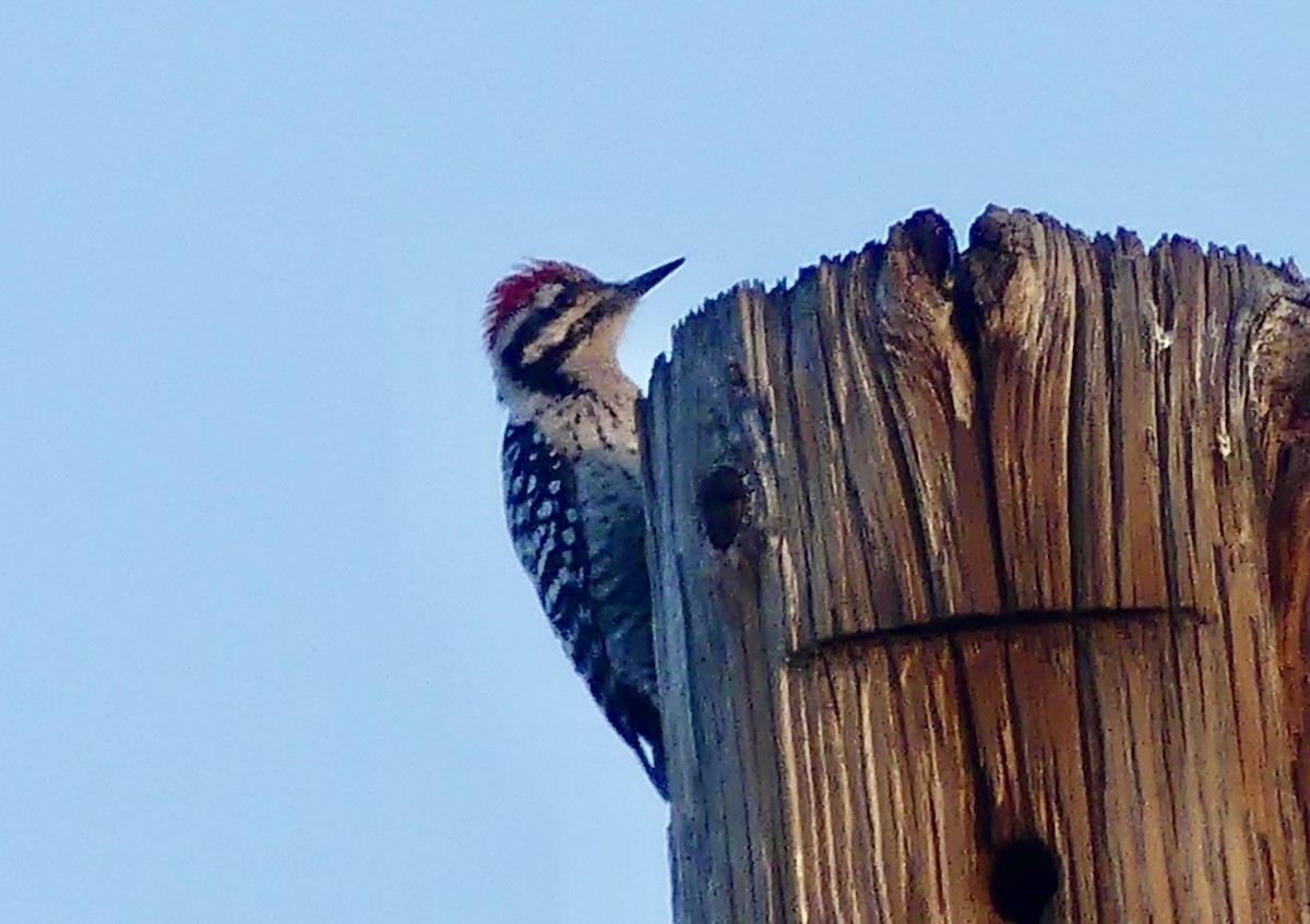 Ladder-backed Woodpecker - ML646872181