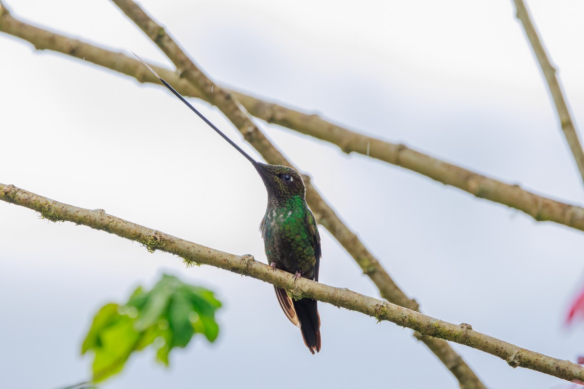 sverdkolibri - ML646872182