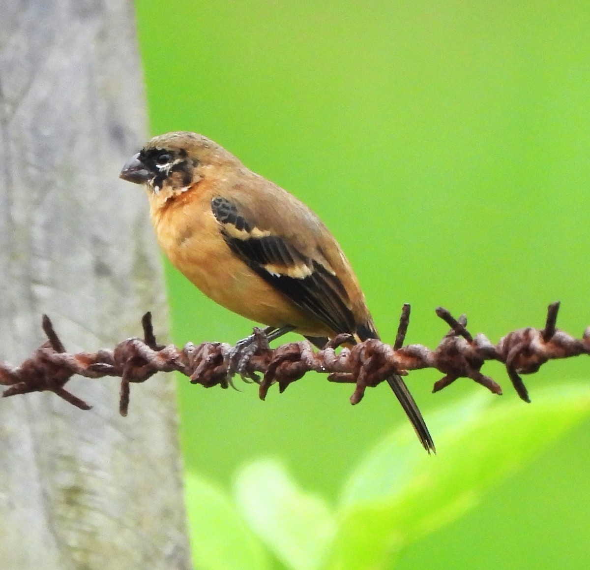 Morelet's Seedeater - ML646872184