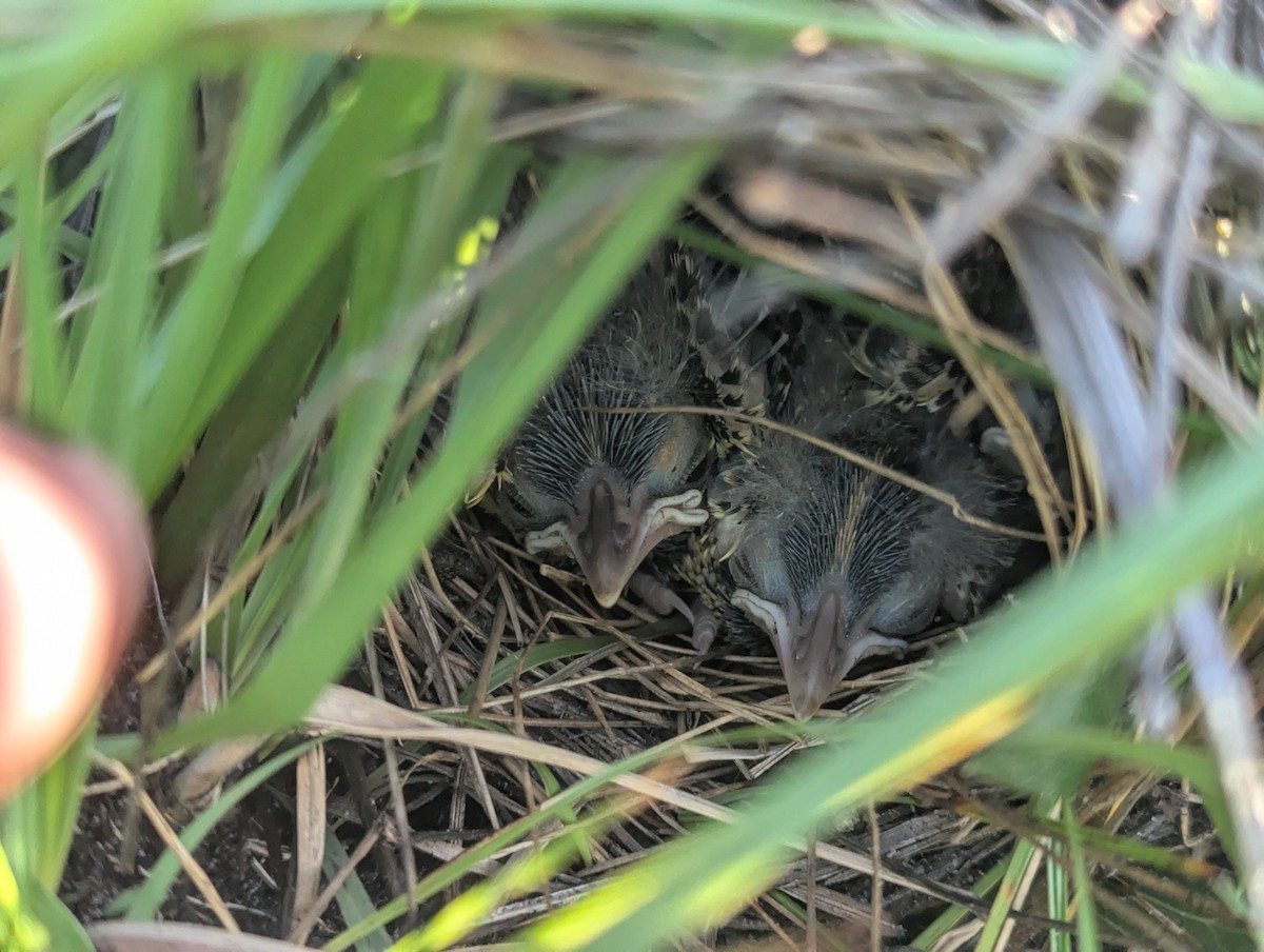 Sturnelle des prés (groupe magna) - ML646872185