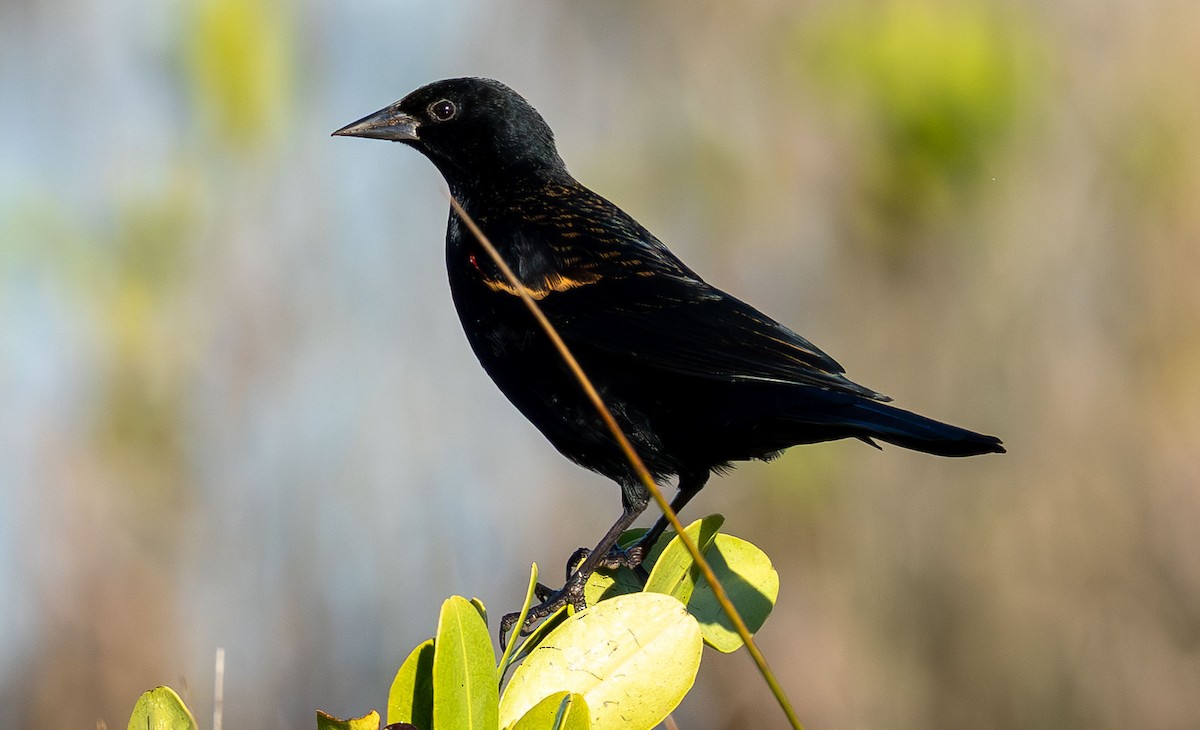 Red-winged Blackbird - ML646872189