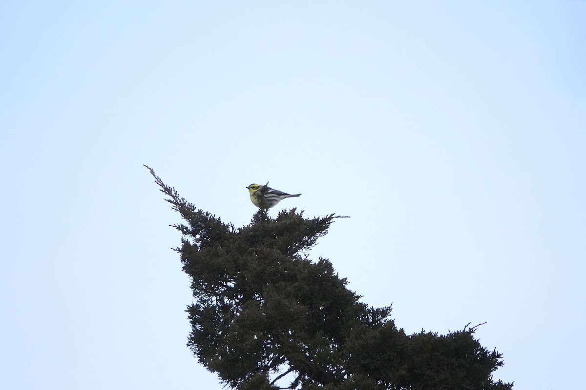 Townsend's Warbler - ML646872191