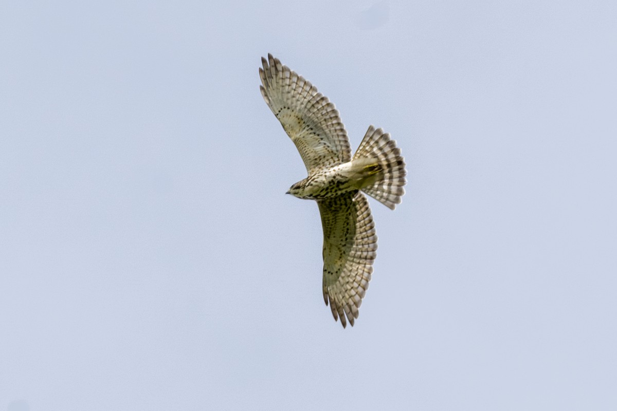 Broad-winged Hawk - ML646872192