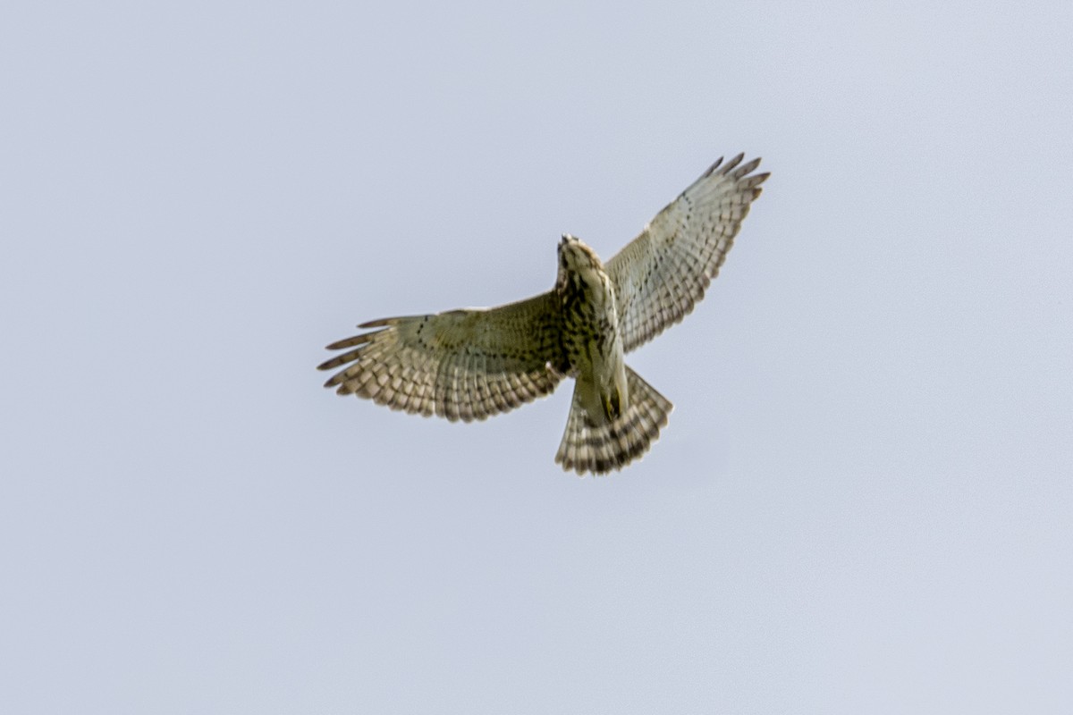 Broad-winged Hawk - ML646872193