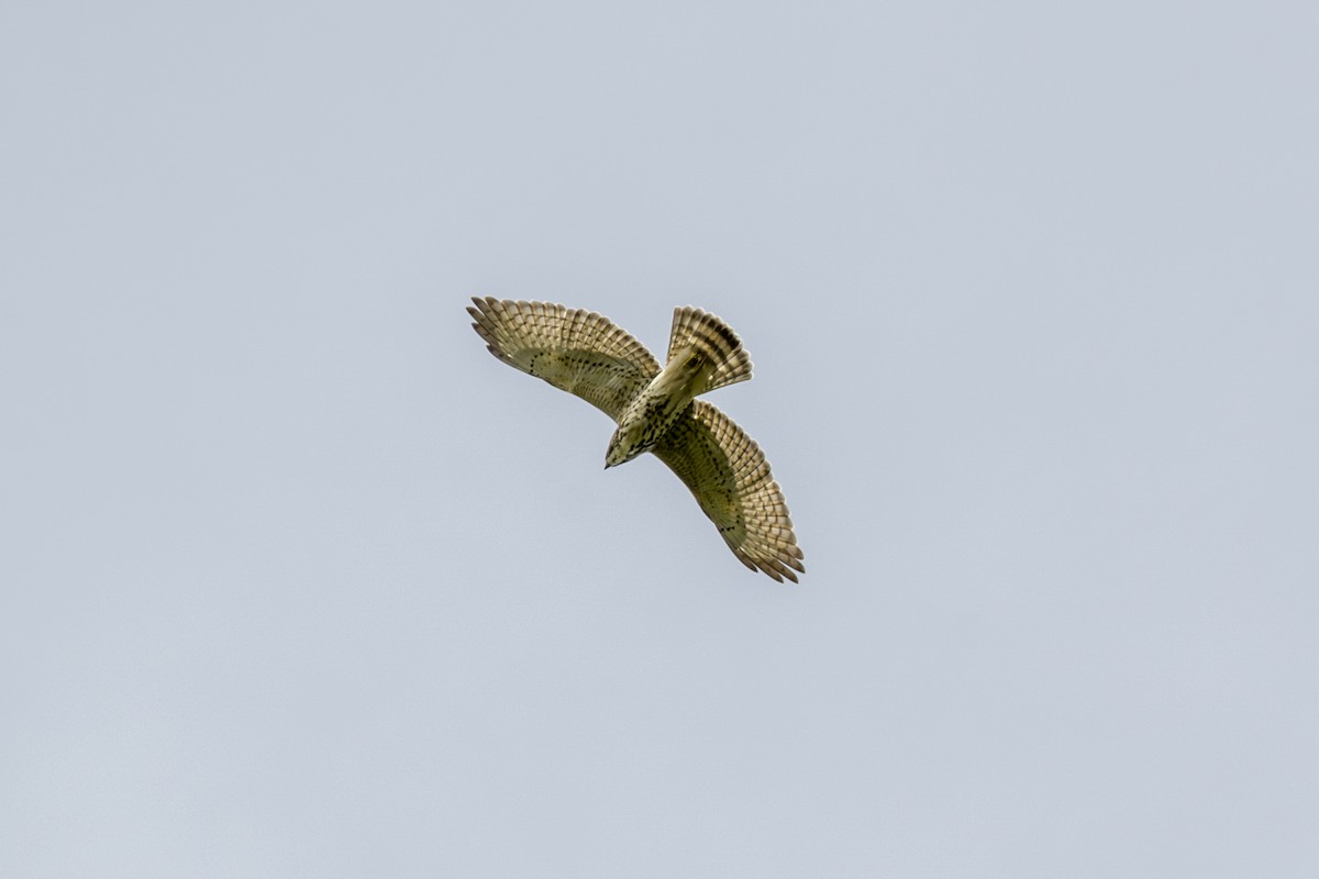 Broad-winged Hawk - ML646872194