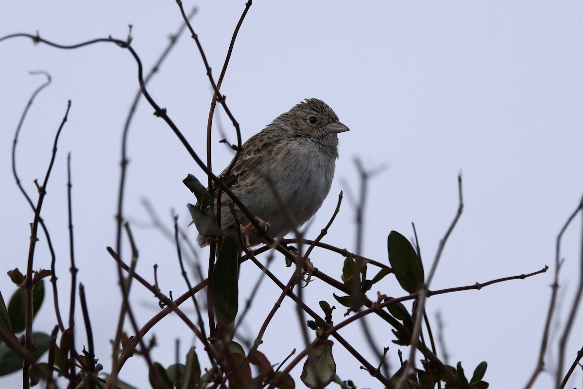 Cassin's Sparrow - ML646872198