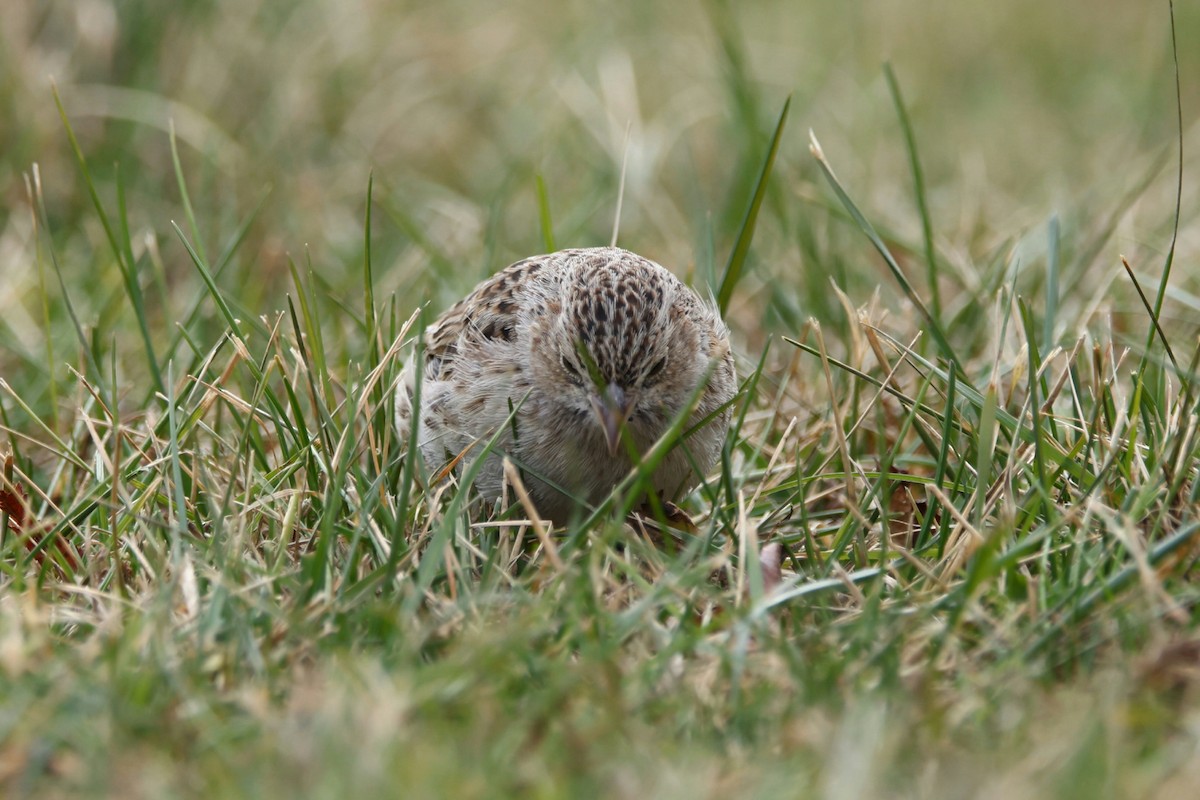 Cassin's Sparrow - ML646872200