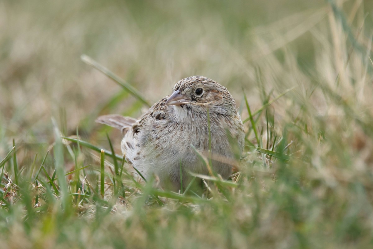 Cassin's Sparrow - ML646872202