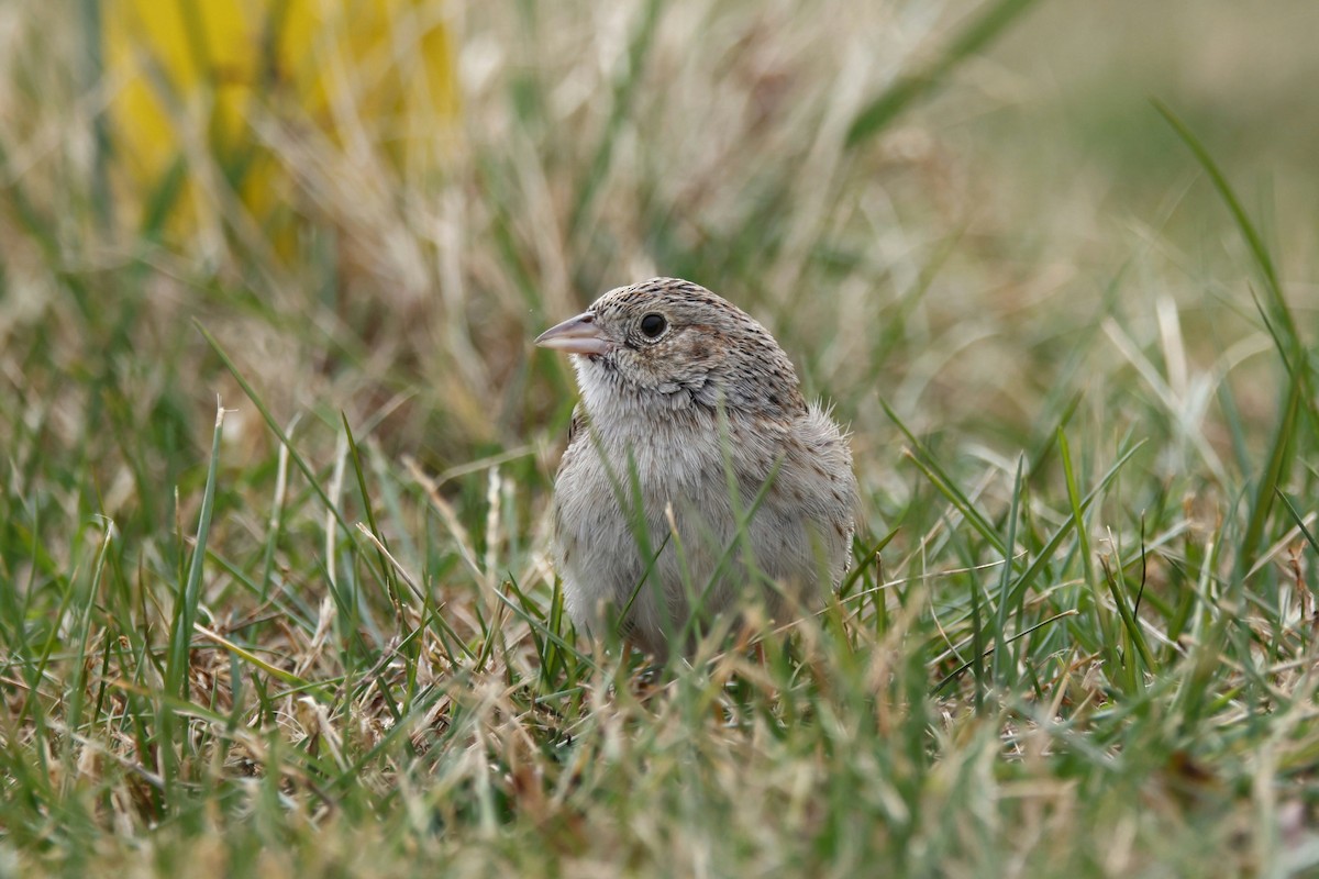 Cassin's Sparrow - ML646872205