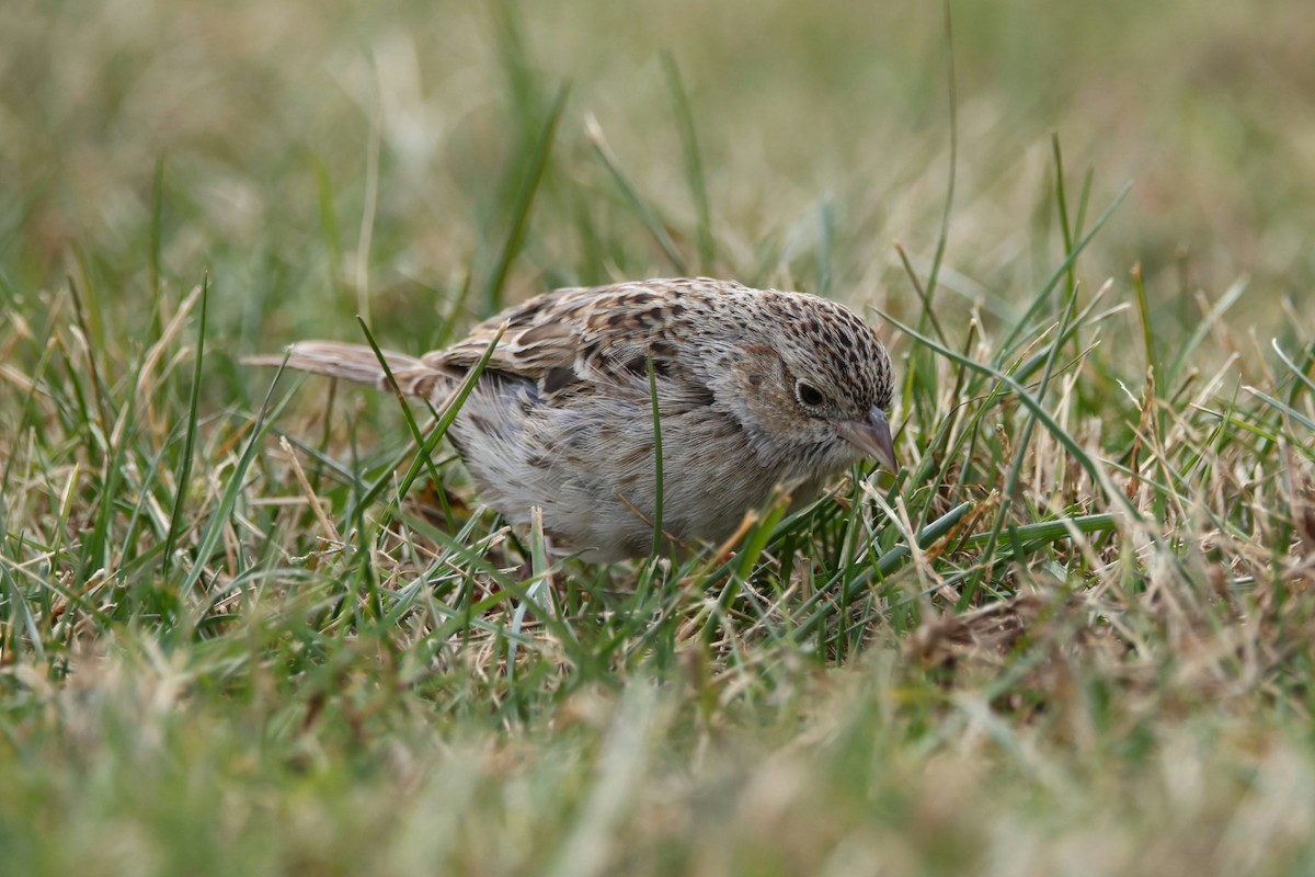 Cassin's Sparrow - ML646872206