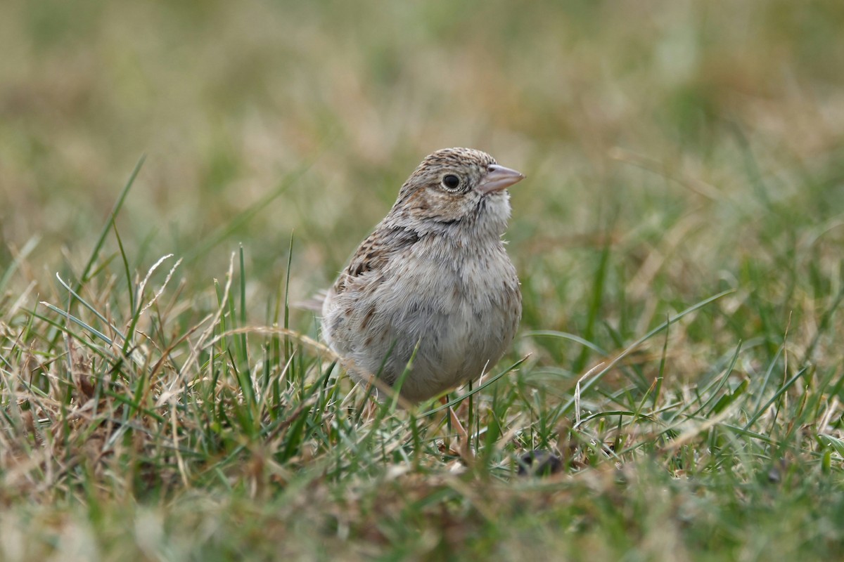 Cassin's Sparrow - ML646872207