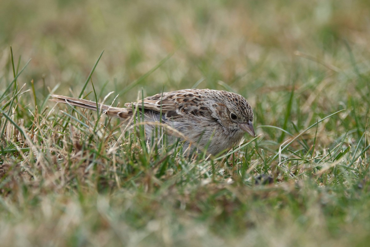 Cassin's Sparrow - ML646872208