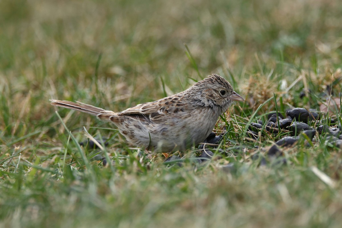Cassin's Sparrow - ML646872209