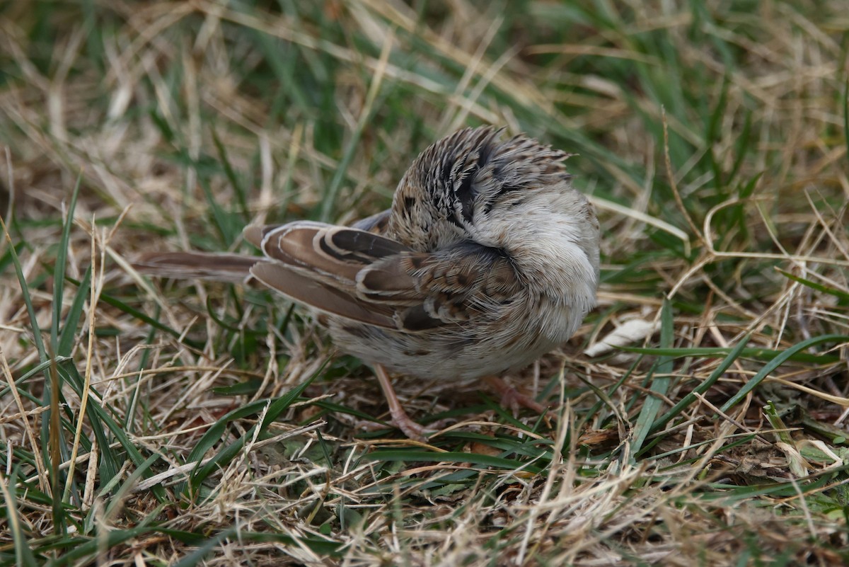 Cassin's Sparrow - ML646872210