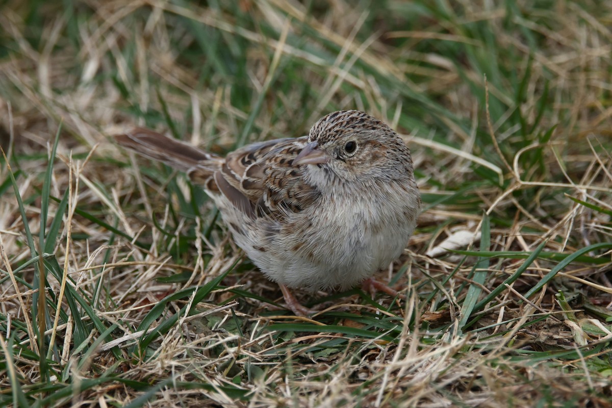 Cassin's Sparrow - ML646872211