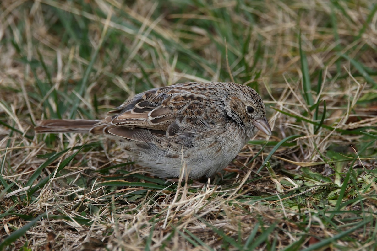 Cassin's Sparrow - ML646872212