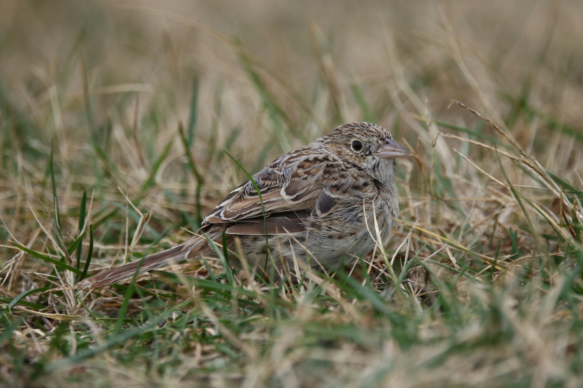 Cassin's Sparrow - ML646872213