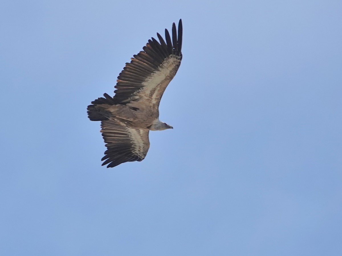 Sai arrea - ML646872214