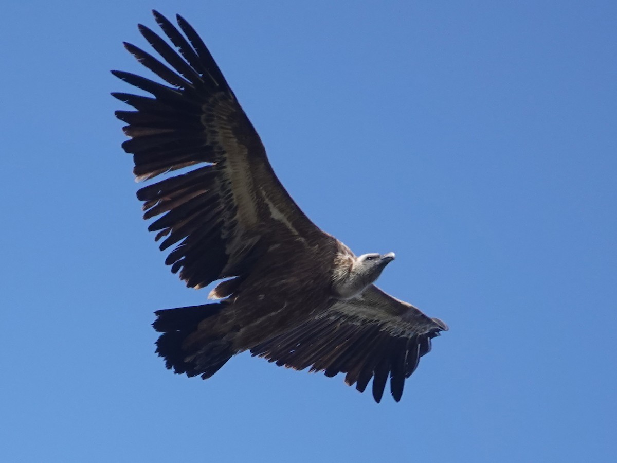 Sai arrea - ML646872215