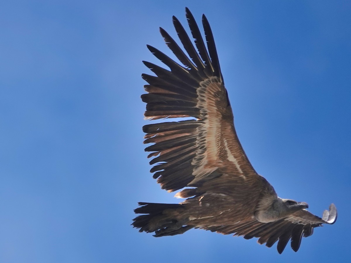 Sai arrea - ML646872216