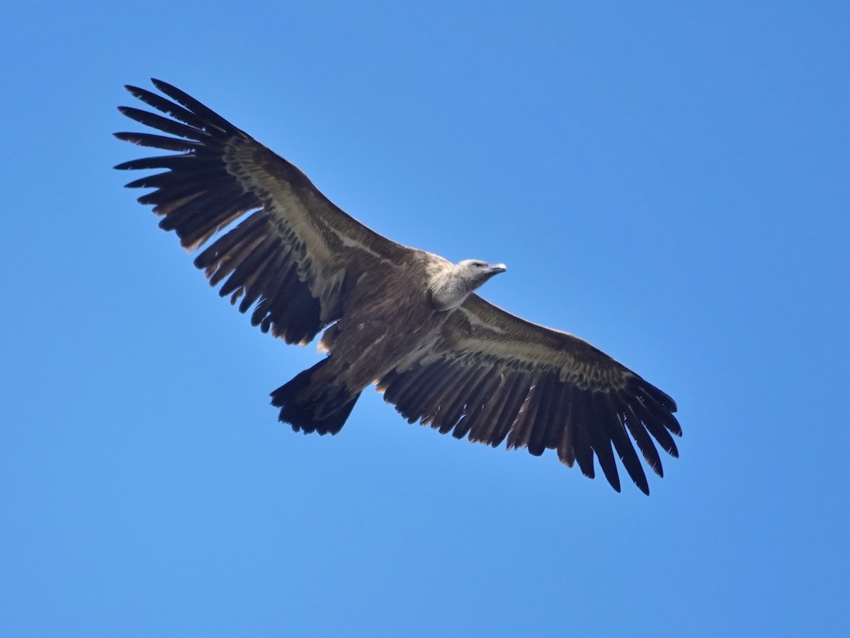 Sai arrea - ML646872217