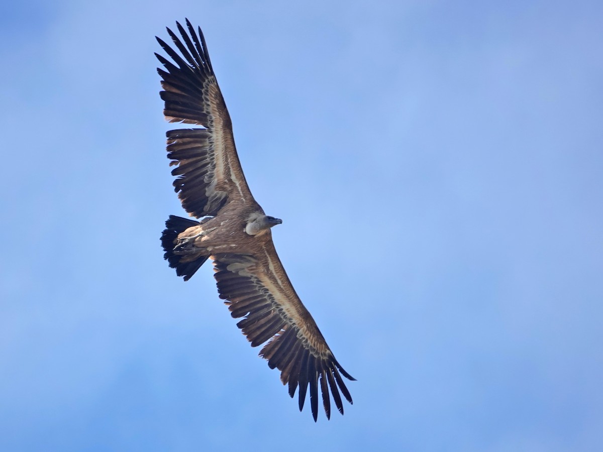 Sai arrea - ML646872218