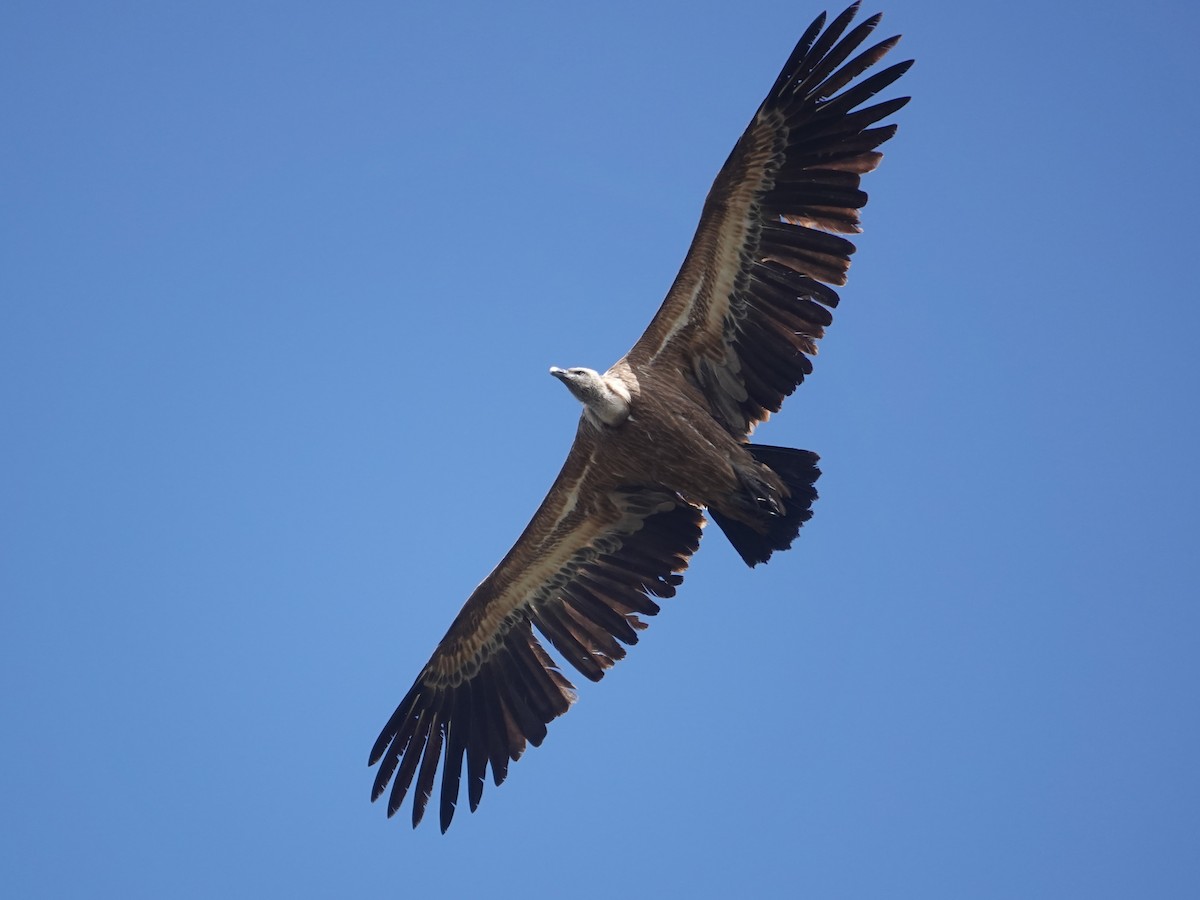 Sai arrea - ML646872219