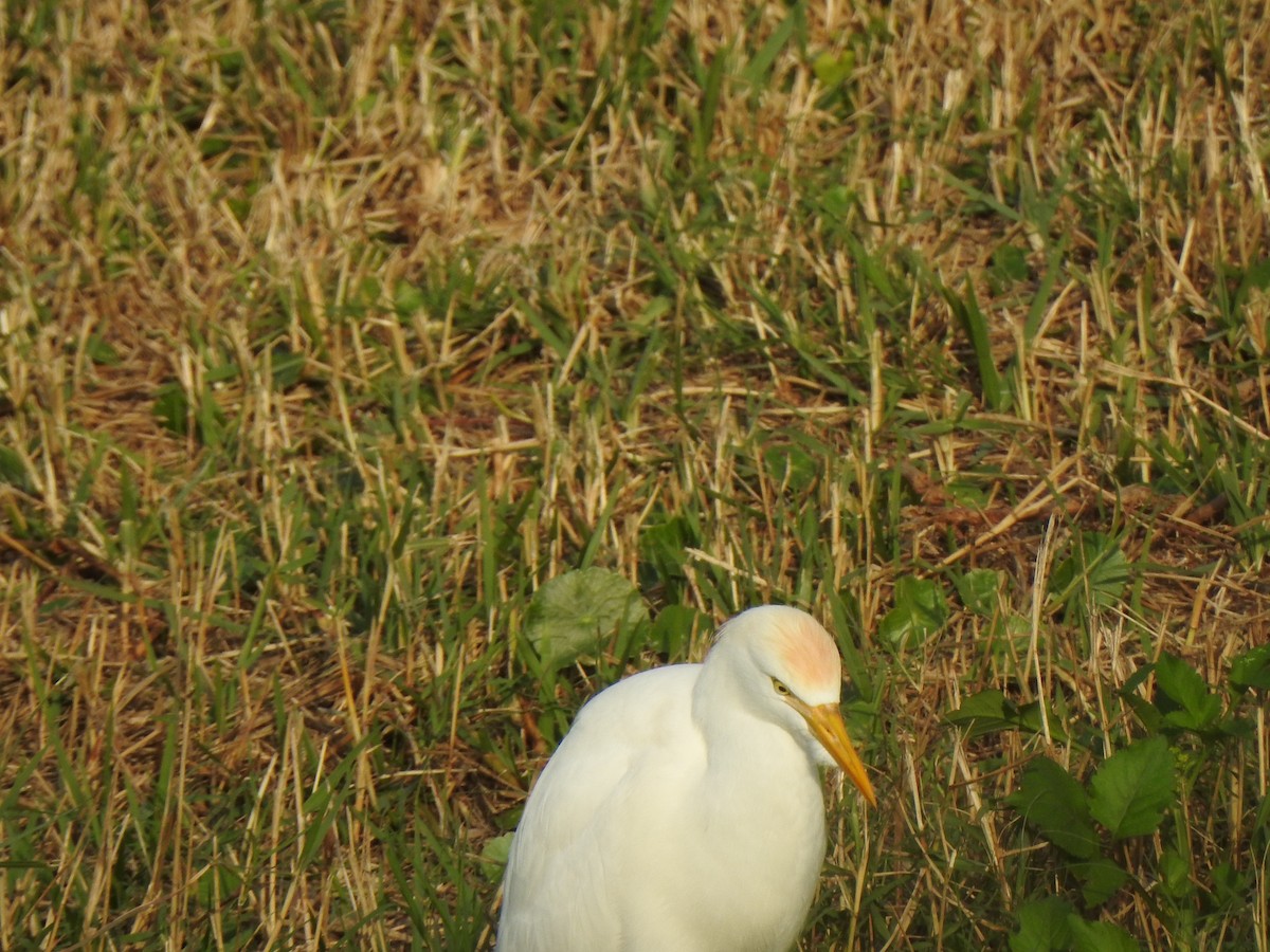 Héron garde-boeufs - ML646872220