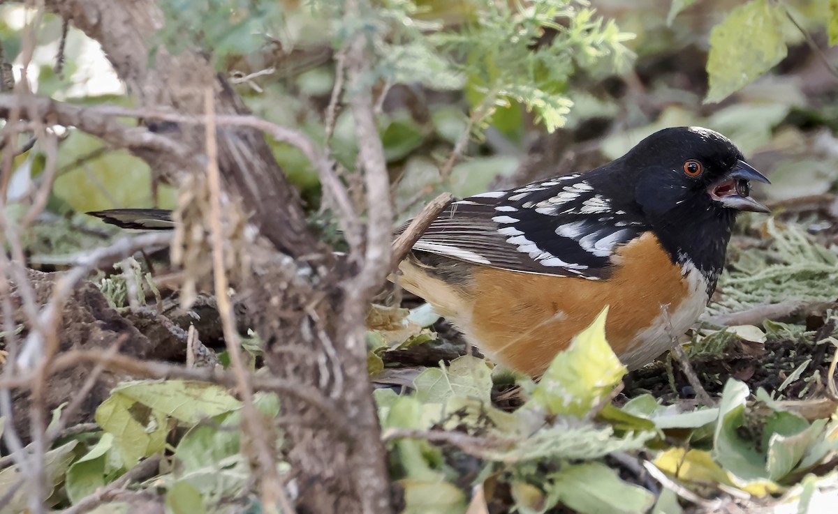 Spotted Towhee - ML646872221
