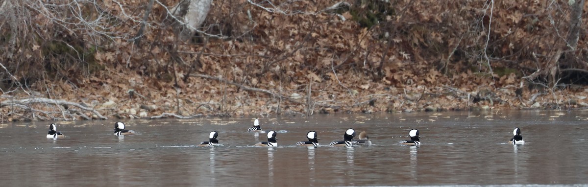 Hooded Merganser - ML646872222