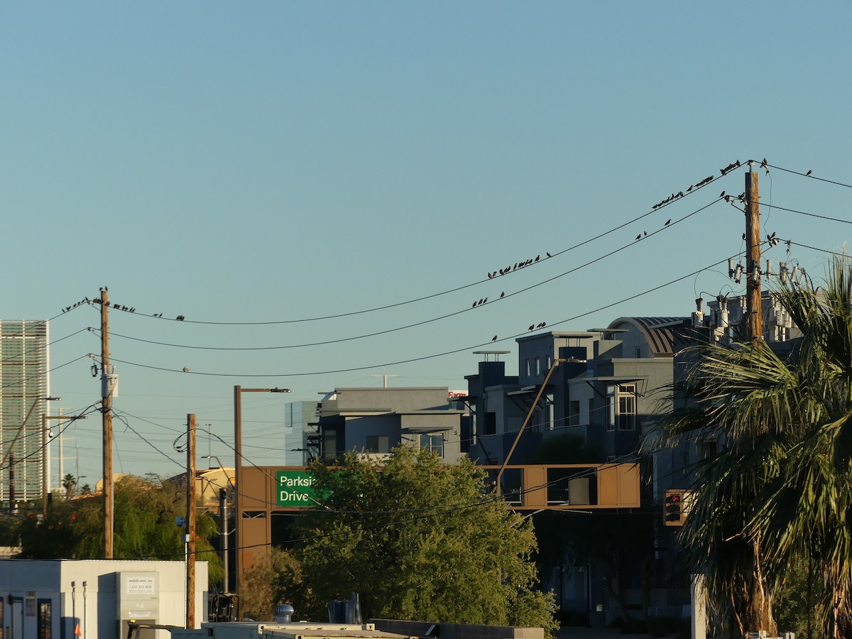 Étourneau sansonnet - ML646872223