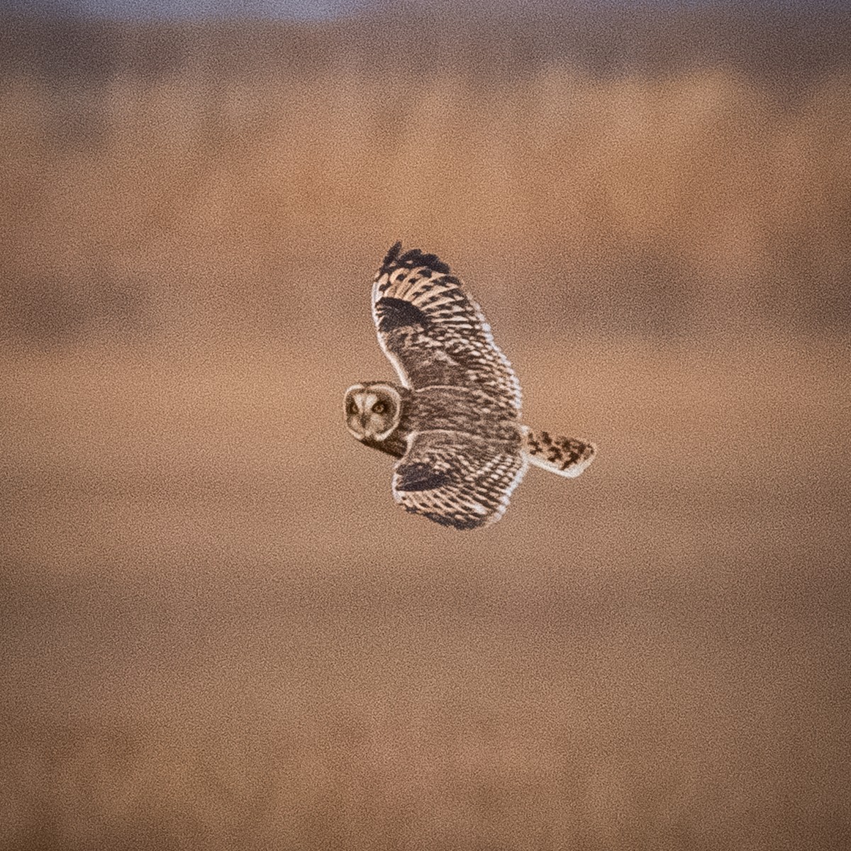 Short-eared Owl - ML646872227
